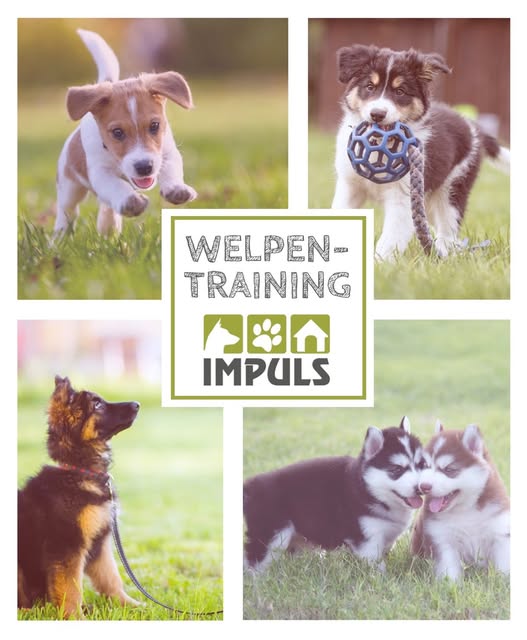 Welpen beim Spielen und Lernen, Motiv vom IMPULS-Profil
